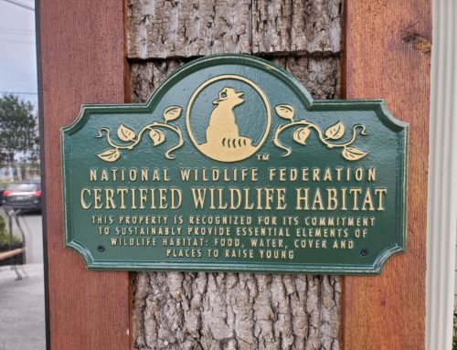 Beech Mountain Named Certified Wildlife Habitat