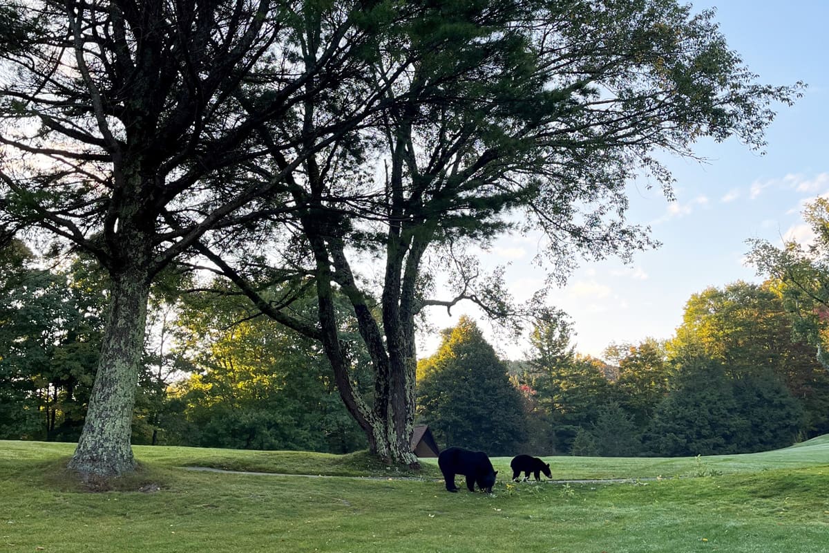 Golf-Page-2 bears at beech mountain club